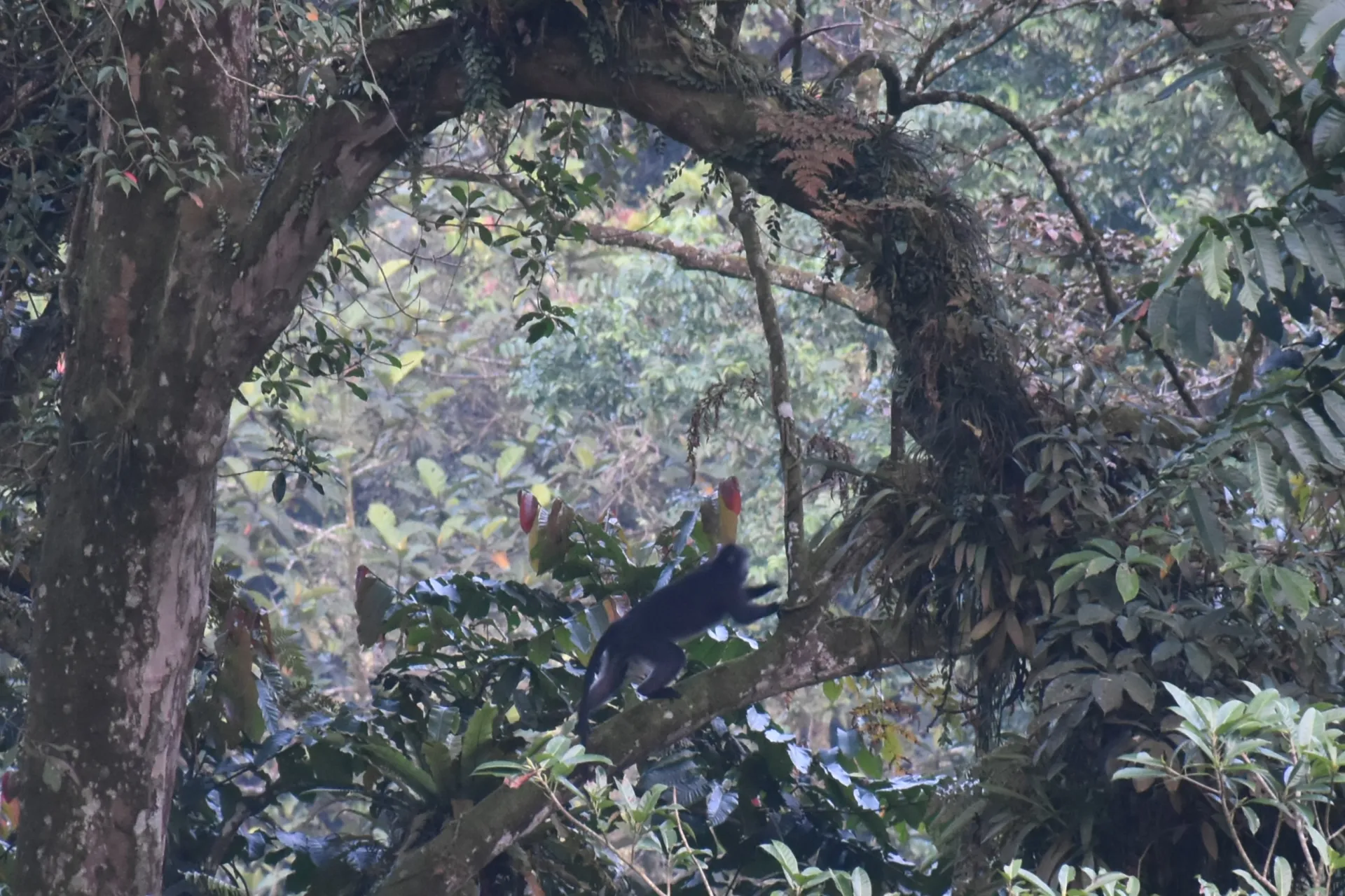 Petungkriyono: Eco-Tourism, Wildlife & Culture in the Hidden Highlands of Central Java