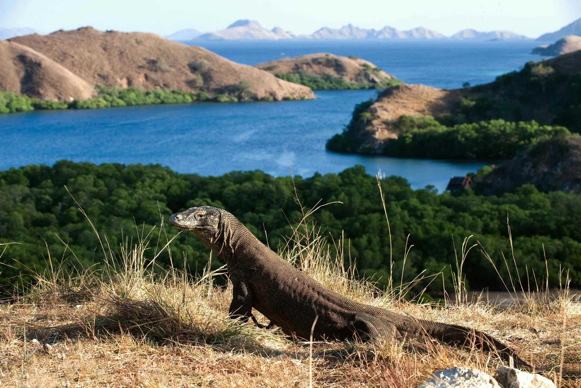 Labuan Bajo & Komodo National Park: A 5-Day Journey Through Dragons, Manta Rays & Hidden Caves