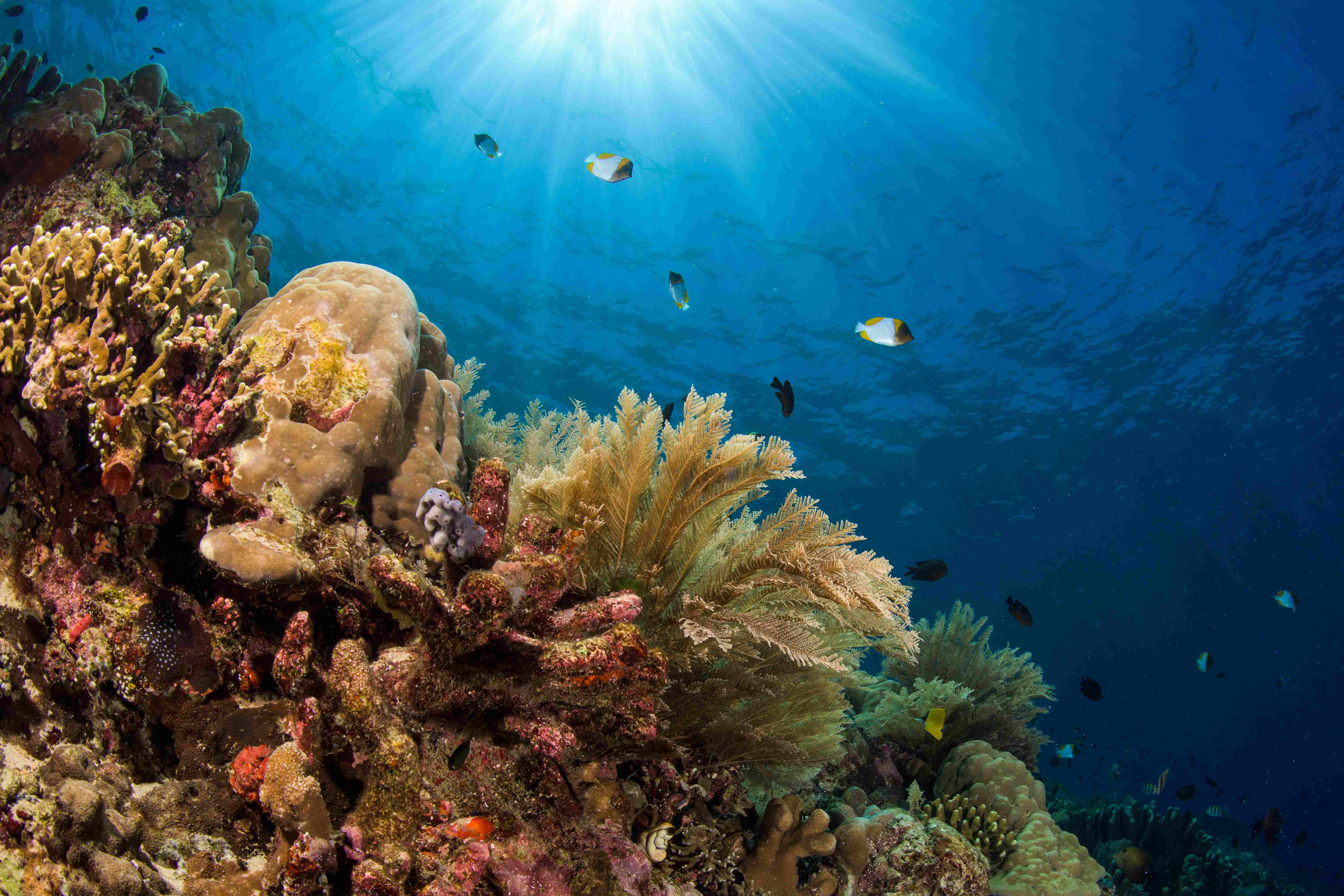 Bunaken National Marine Park
