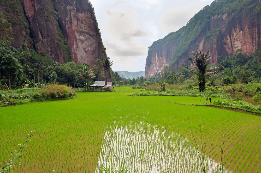 Harau